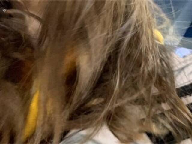 Zrzuty ekranu transmisji Eliness