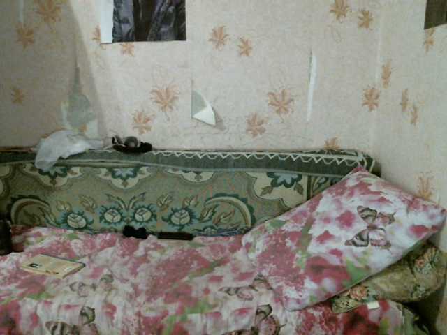 Zrzuty ekranu transmisji kar0linaa666