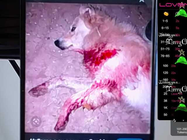 Zrzuty ekranu transmisji sofiaclaus